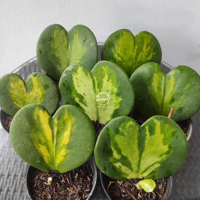 TERBARU Hoya Kerrii Variegata / Hoya Kerrii Love Variegata / Hoya Kerrii BISA GRAB