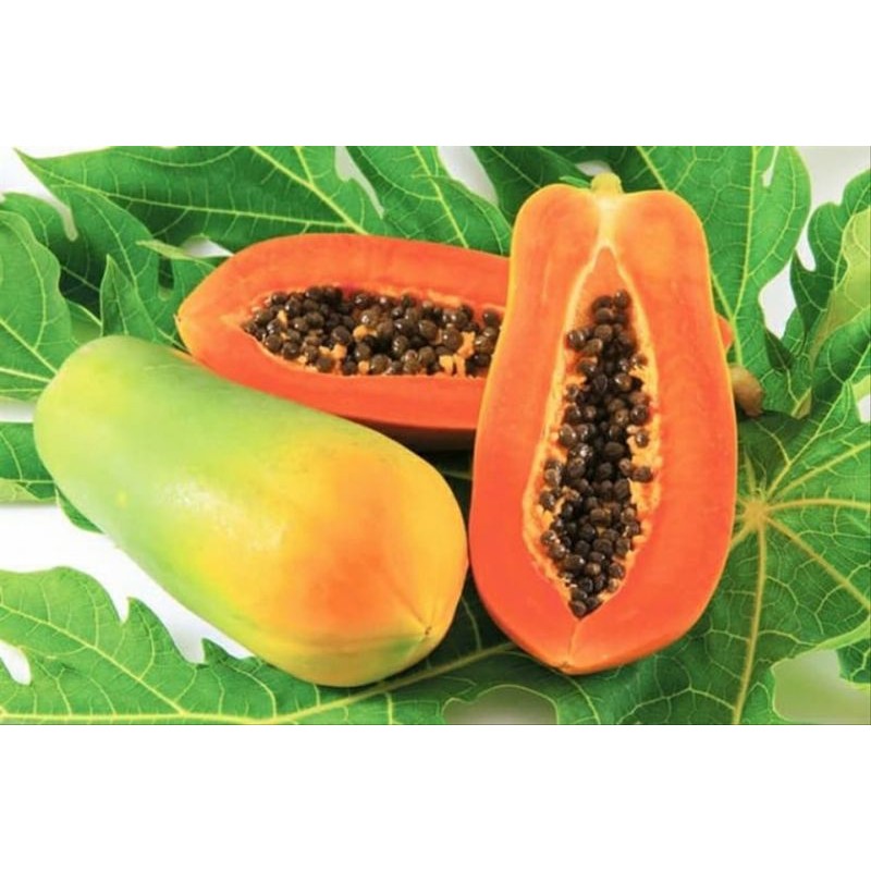 BIBIT PEPAYA CALIFORNIA MADU 150 BIJI