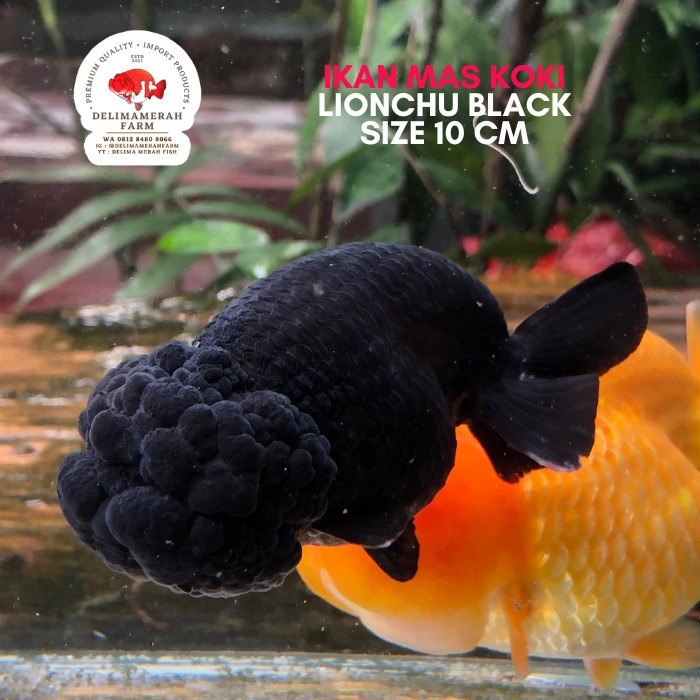 MAS KOKI RANCHU BLACK LIONCHU SIZE 10 CM GOOD QUALITY BERGARANSI