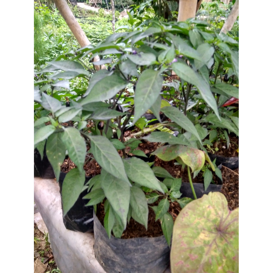 Bibit Pohon Cabai Rawit Ungu - Tanaman Hias Buah Cabe Hitam