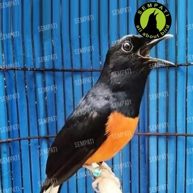 Power Murai Bmw Vitamin Gacor Penggacor Burung Murai Batu Original