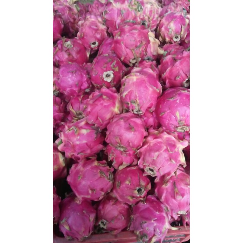

buah naga