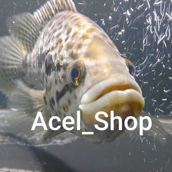 HIASAN AQUARIUM IKAN JAGUAR CICHLID TANKMATE PREDATOR HIGH QUALITY