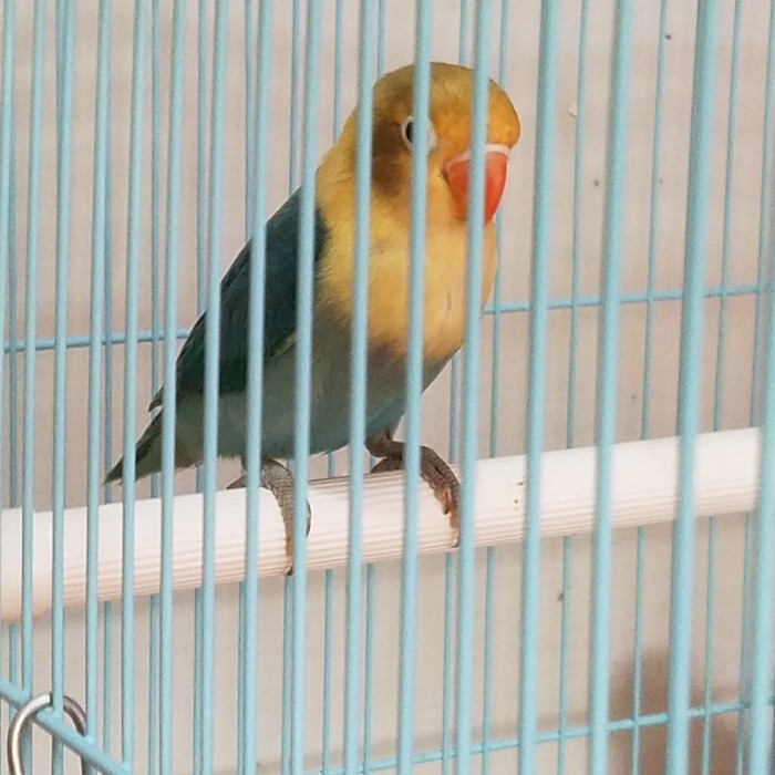 TERBARU Lovebird Biola PB PROMO