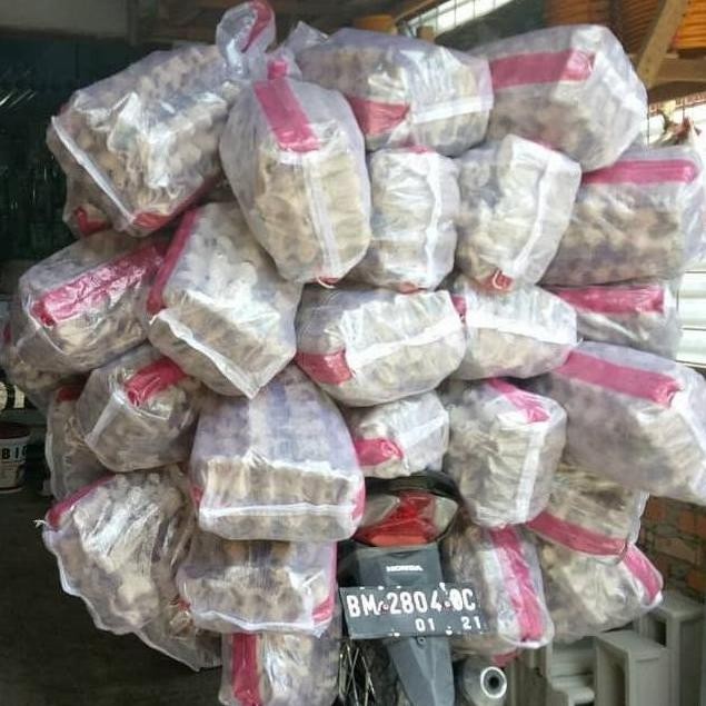 Jangkrik Ternak - Jangkrik Kalung - Jangkrik Karungan 1Kg