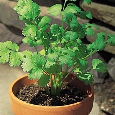 

TERBATAS Tanaman Bumbu Ketumbar (Cilantro/Coriander)