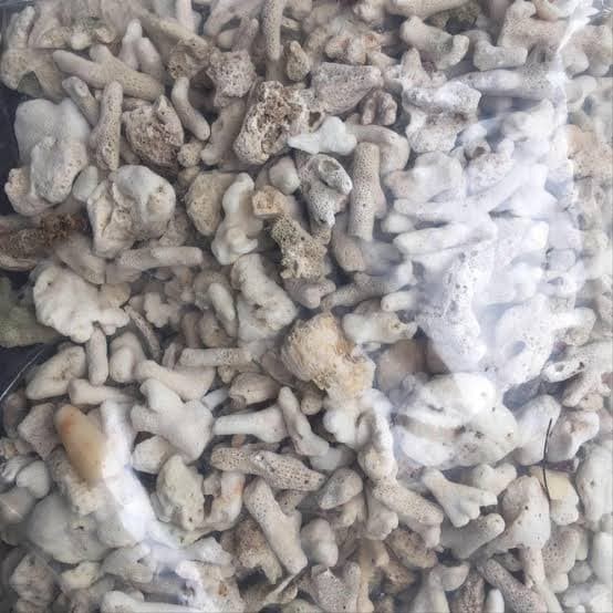 

DISKON Karang Jahe 5Kg Filter Aquarium Kolam Aquascape