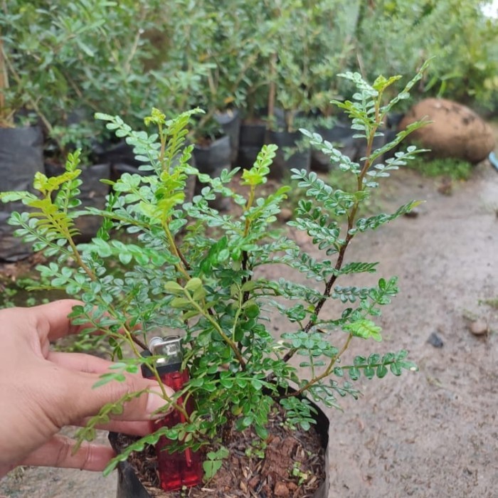 

OBRAL bahan bonsai mame lada lada