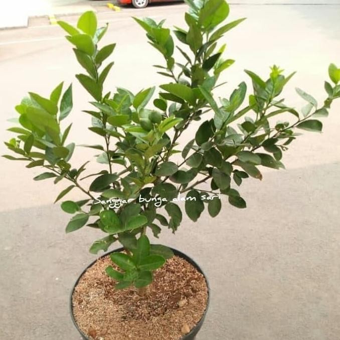 

SALE! BIBIT TANAMAN BUAH JERUK LEMON TREE +POT