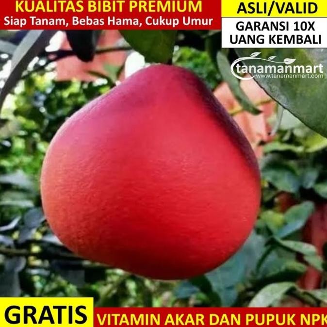 

SALE! BIBIT JERUK RED PAMELO ASLI BERGARANSI, BIBIT JERUK BALI MERAH VALID