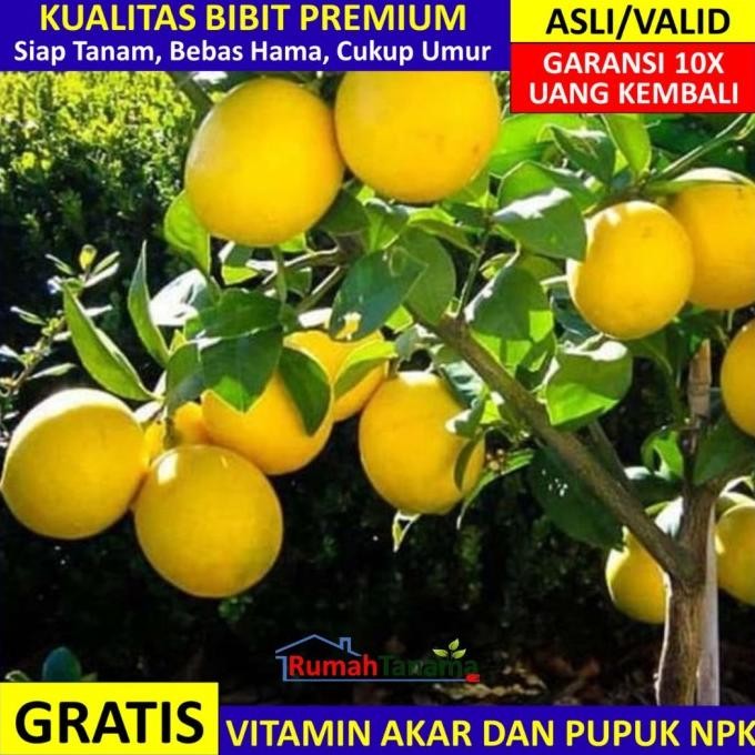 

SALE! BIBIT TANAMAN BUAH JERUK LEMON CALIFORNIA