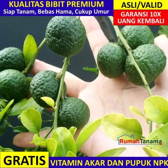 

SALE! BIBIT TANAMAN BUAH JERUK LIMO (LIMAU) UNGGUL MURAH BERGARANSI