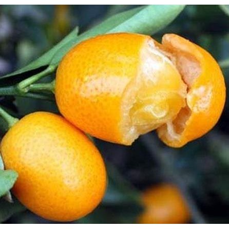 

SALE! BIBIT TANAMAN BUAH JERUK NAGAMI UNGGUL, MURAH, BERGARANSI