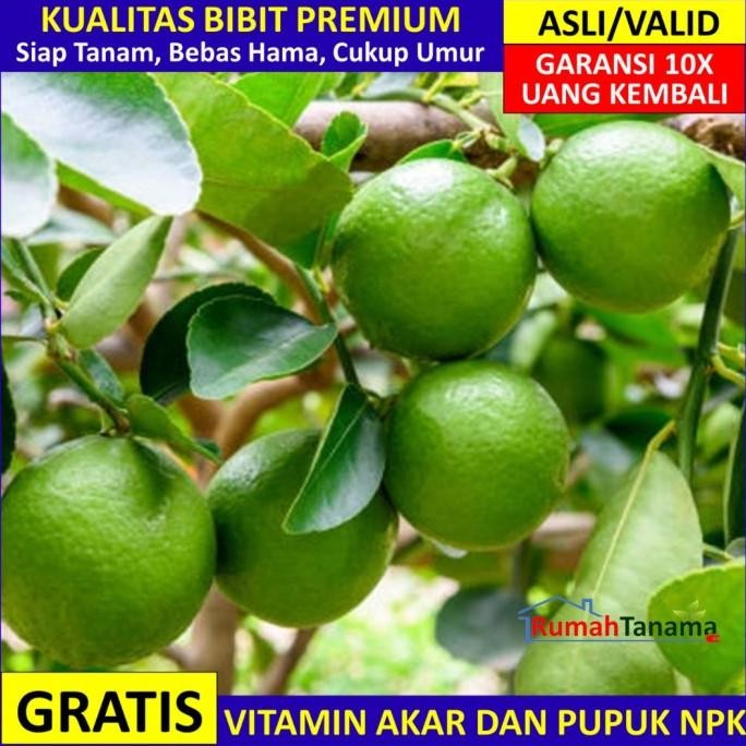 

SALE! BIBIT TANAMAN BUAH JERUK NIPIS CEPAT BERBUAH