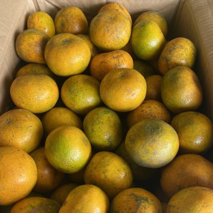 

SALE! JERUK MEDAN SUPER BERASTAGI MANIS GROSIR 10 KG