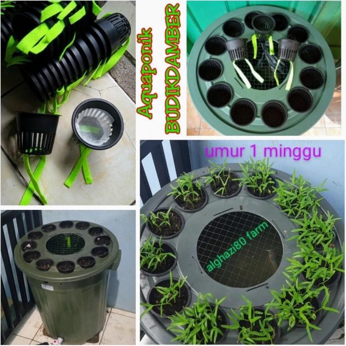 Ember Lele 80 Liter 12 Nett Pot/Budikdamber/ Budidaya Ikan & Aquaponik