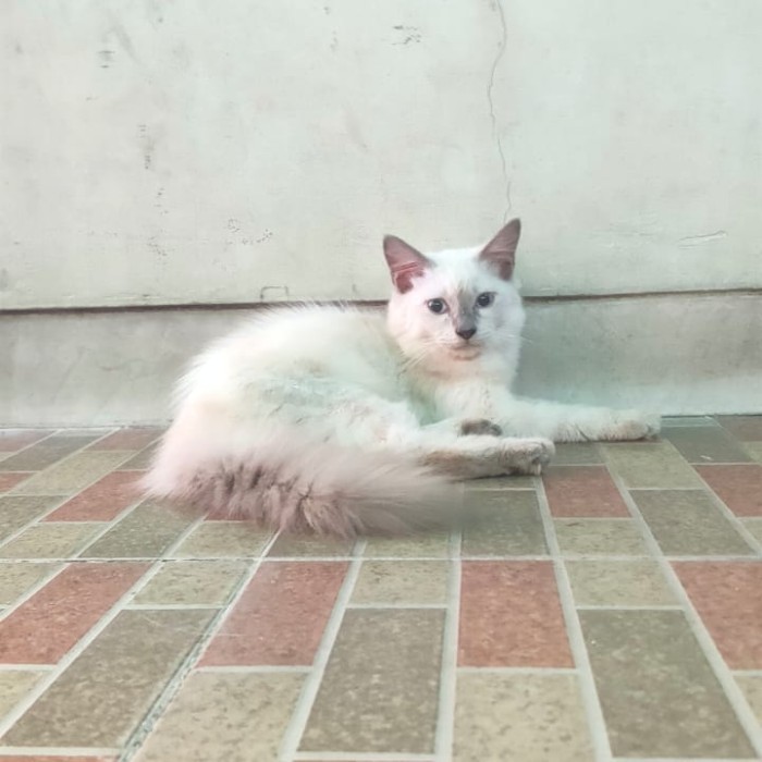 Kucing ragdoll bicolor jantan