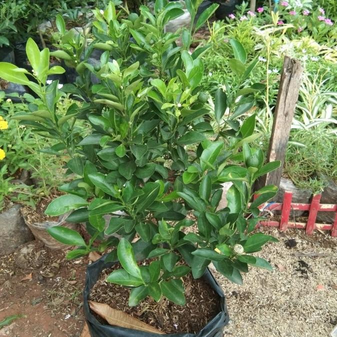 

bibit tanaman buah jeruk sonkit kip MMU