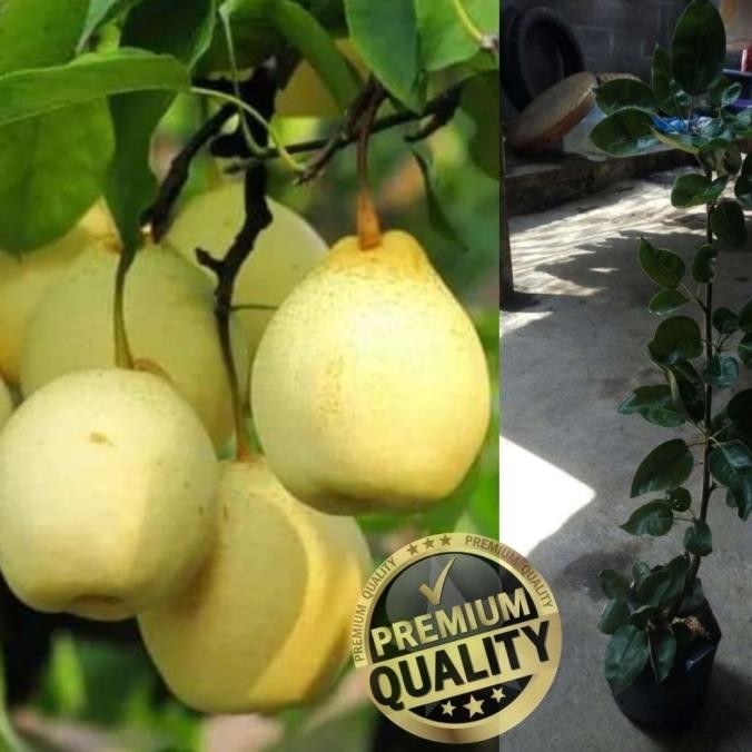 bibit tanaman buah pir madu unggul/bibit buah pir MMU