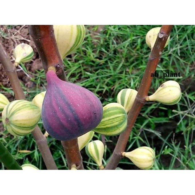 FRES Bibit Buah Tin BNR ssote Negra Rimada Super JUMBOO VALID