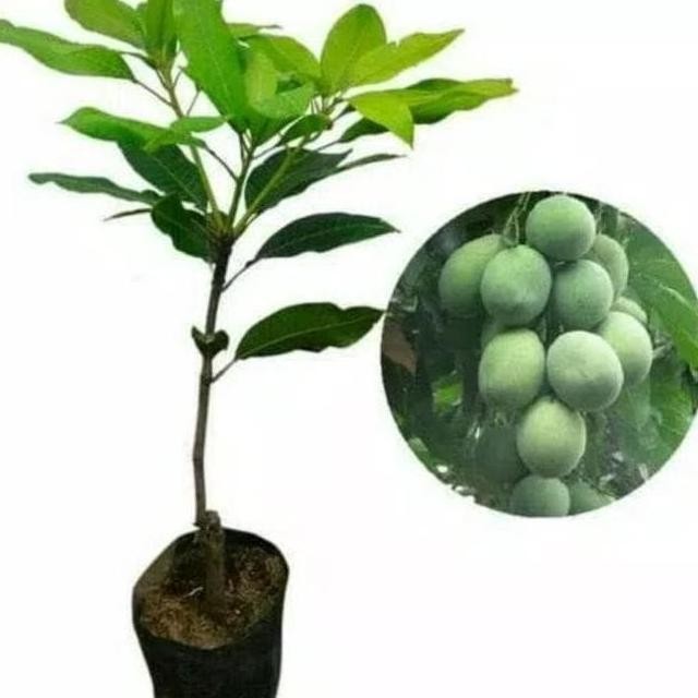 FRES BIBIT MANGGA MADU HASIL CANGKOK BERBUAH BANYAK MELAYANI COD BIJI BUAH VALID