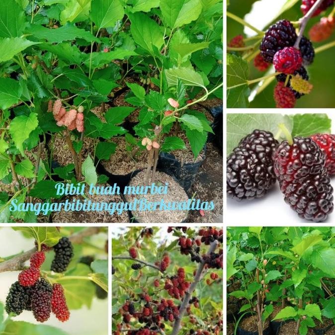 Bibit Tanaman Buah Murbei Pohon Murbei Bibit Arbei Bibit Murbei MMU