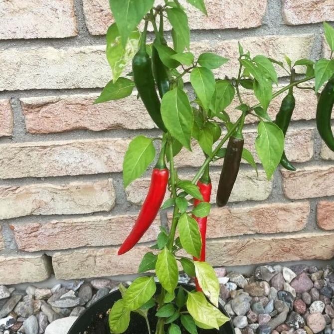 

Tanaman buah cabai merah besar / cabe merah besar MMU