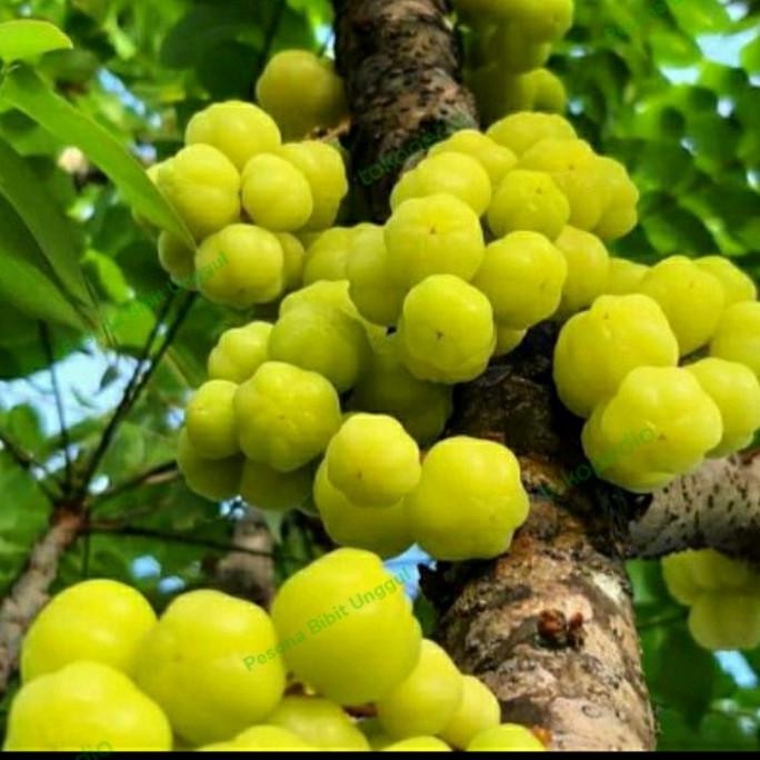 Bibit Cermai / Bibit Cerme Unggul/ Bibit Tanaman Buah Cermai Asli MMU