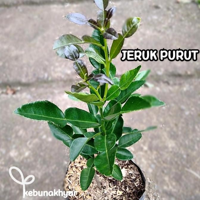 

Bibit Jeruk Purut Okulasi Tanaman Buah Jeruk Purut Cepat Berbuah MMU