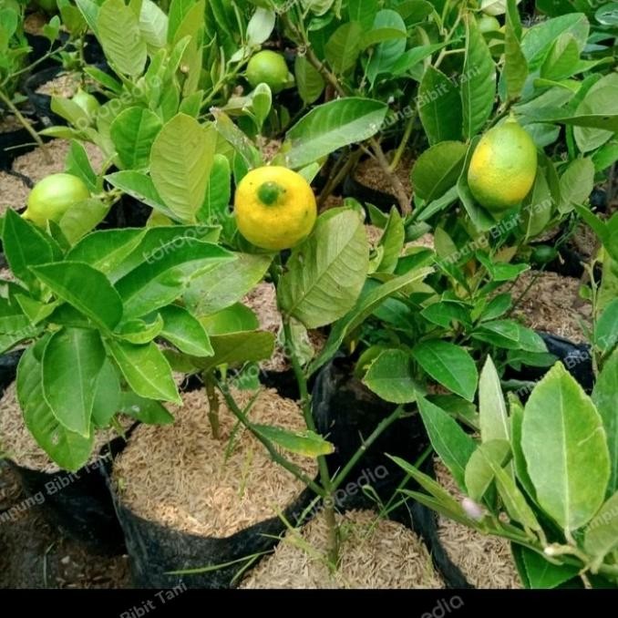 

TANAMAN BUAH JERUK LEMON CALIFORNIA JUMBO SUDAH BERBUAH MMU