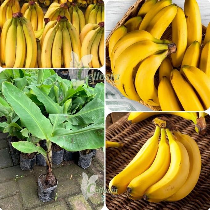 

Bibit Tanaman Buah Pisang Sunpride Cavendish / Kavendis MMU