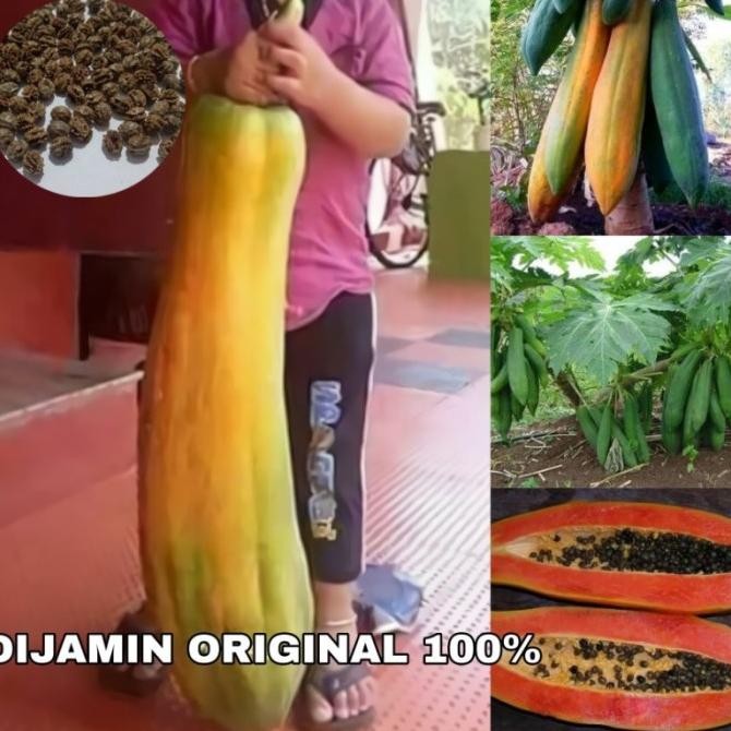 FRES REFA 50 Biji Pepaya Raksasa Kingsland Langka F1 Kemasan Orinal / Bibit Buah F1 / Biji Orinal / 