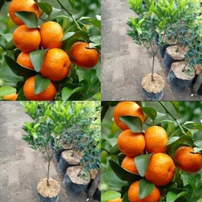 

Bibit Tanaman Buah Jeruk Santang MMU