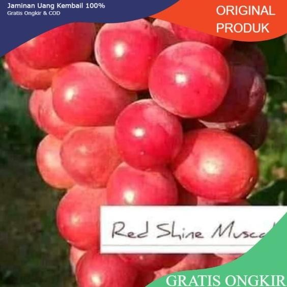 

Bibit Tanaman Buah Anggur Import Red Shine Muscat MMU