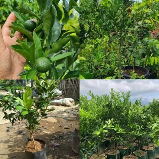 

Tanaman Buah Jeruk Santang Madu Tinggi 1 Meter Up, Berbuah Banyak MMU
