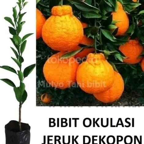 

Bibit tanaman buah jeruk dekopon malang okulasi premium MMU