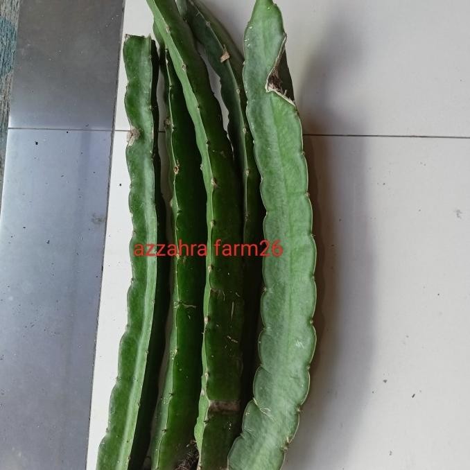 FRES BIBIT STEK GOLDEN YELLOW ISIS/BIBIT BUAH NAGA VALID