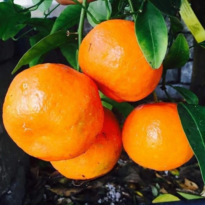 

Bibit Tanaman buah Jeruk Santang Madu super MMU