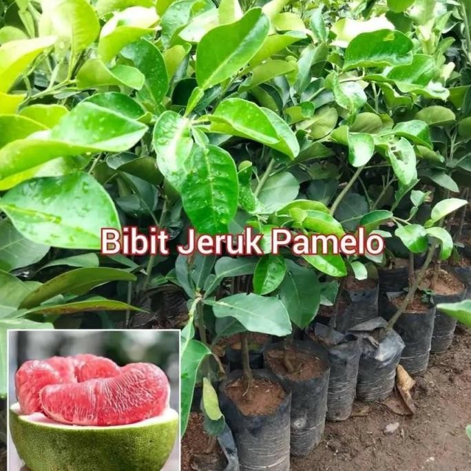 

BIBIT TANAMAN BUAH JERUK PAMELO MADU MERAH UNGGUL BER MMU