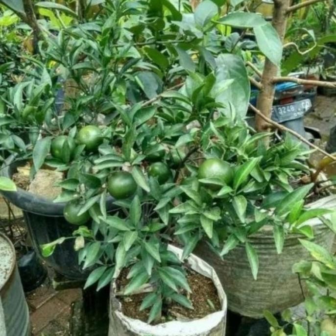 

bibit tanaman buah jeruk santang madu sudah berbuah MMU