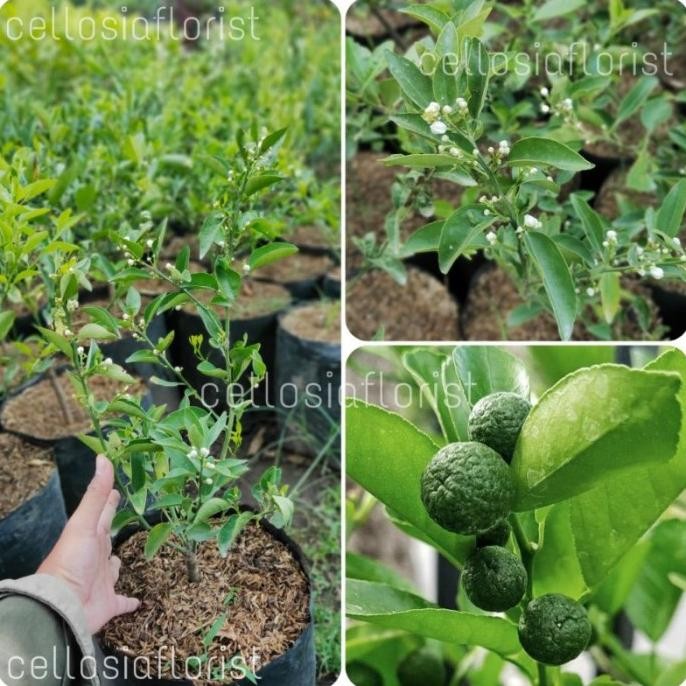 

Bibit Tanaman Buah Jeruk Sambal / Jeruk Lim Leemo Sudah Berbuah MMU