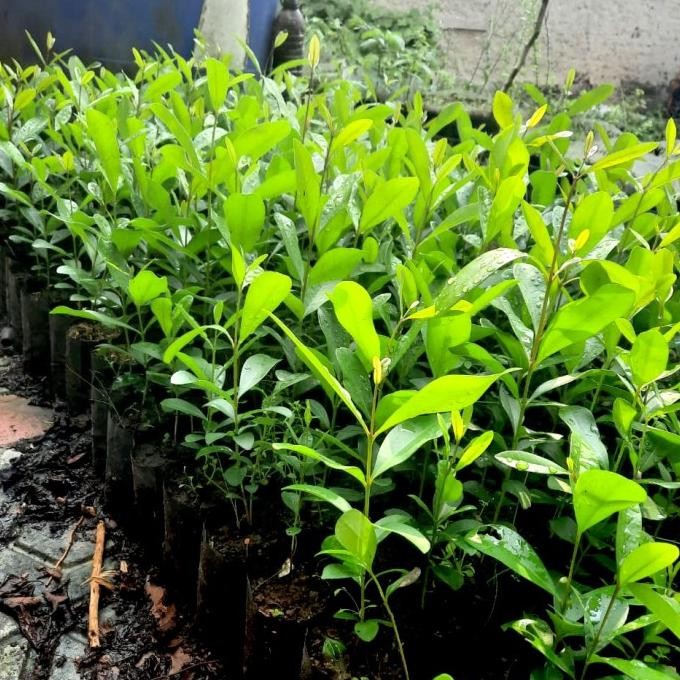 Bibit Pohon Buah Jamblang - Tanaman Jamblang Hitam - Pohon Duwet MMU