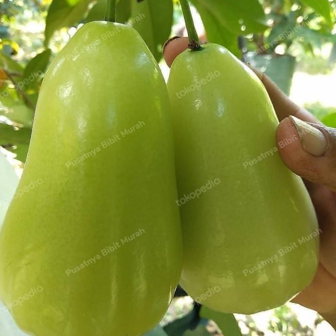 Bibit Tanaman Buah Jambu Air Super Green-Pohon Jambu Super Green Super MMU