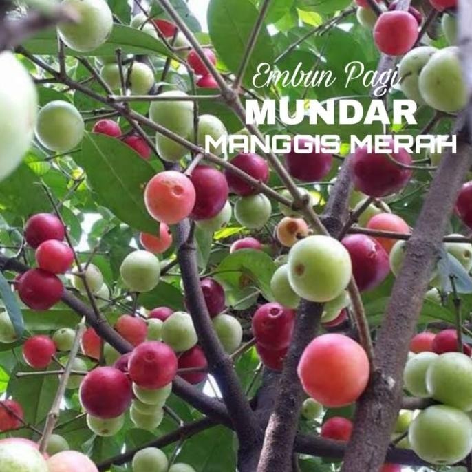FRES Bibit Pohon Buah Manggis Mundar At Manggis Merah Dari Okulasi VALID