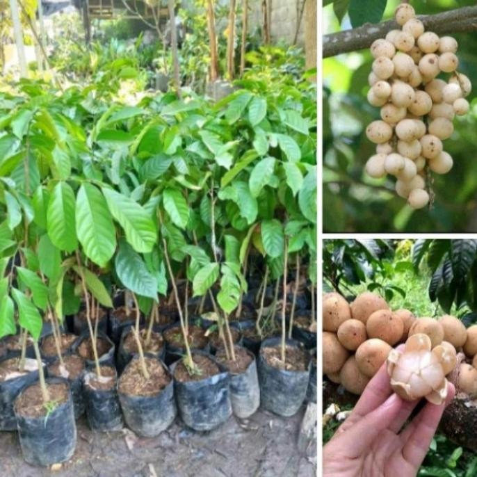 bibit tanaman buah duku palembang duku tanpa biji super genjah MMU