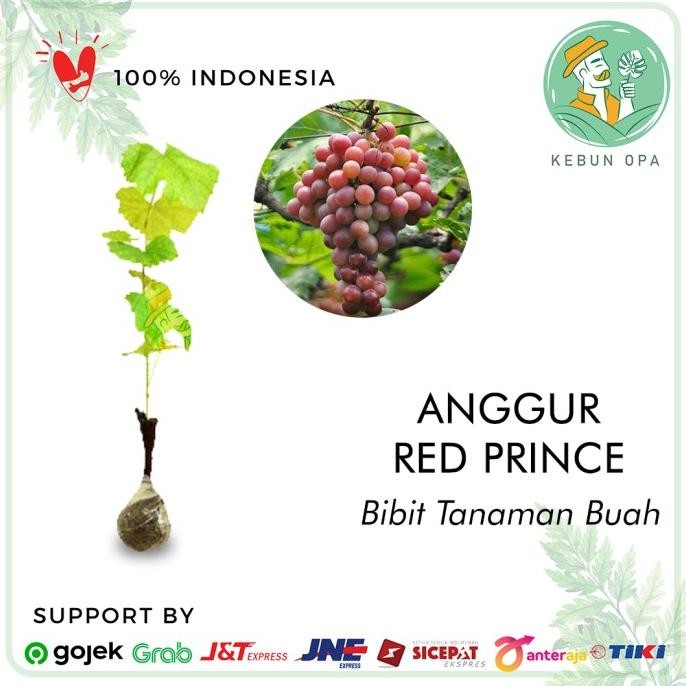 

Bibit Tanaman Buah Anggur Red Prince MMU