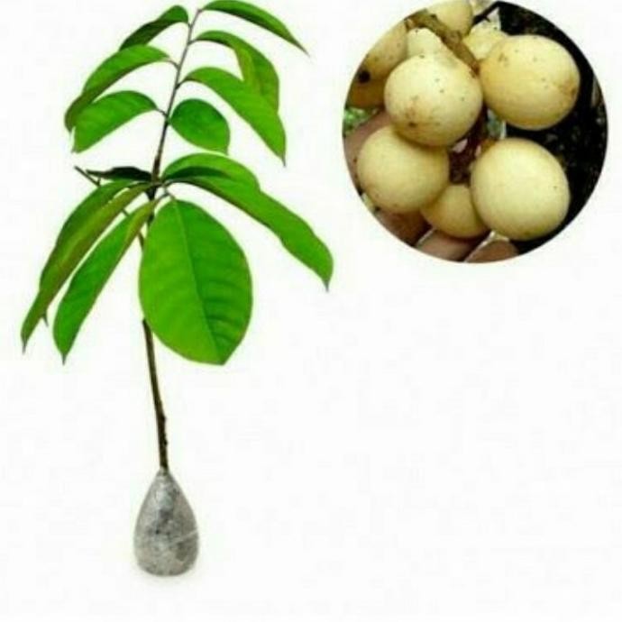 BIBIT LANGSAT TANPA BIJI/ TANAMAN BUAH LANGSAT/ BIBIT LANGSEP MMU