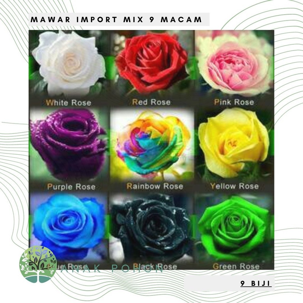 Benih Bibit Biji - Mawar Import Mix 9 Macam (Rose Mix Seeds) R8E95