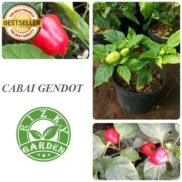 FRES BIBIT POHON TANAMAN BUAH CABAI GENDOT VALID