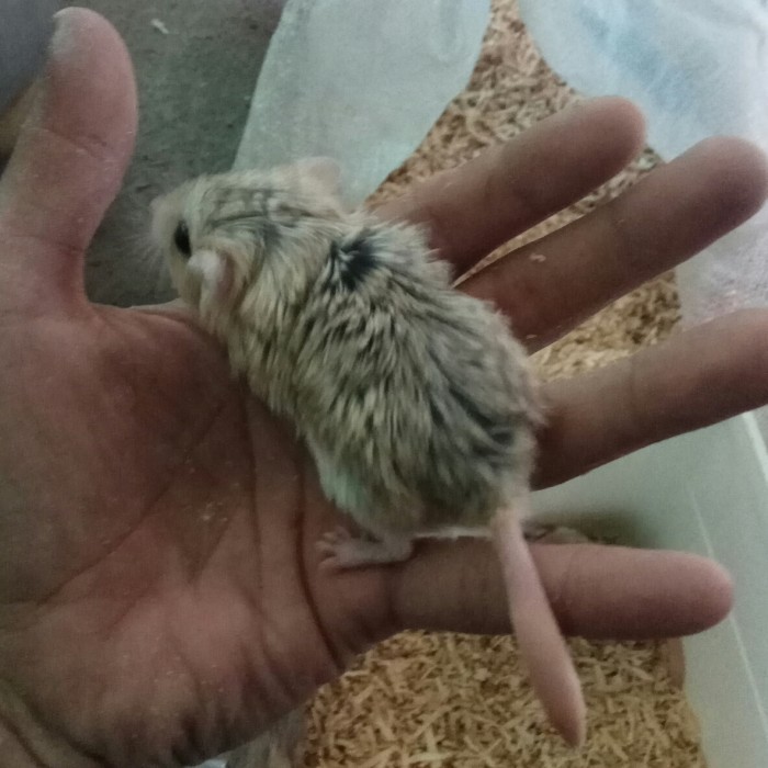 GERBIL FAT TAILED BY HAMTACI FARM SEND OJEK ONLY